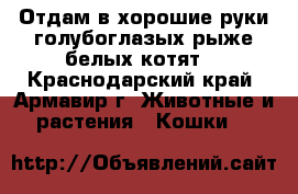 Отдам в хорошие руки голубоглазых рыже-белых котят. - Краснодарский край, Армавир г. Животные и растения » Кошки   